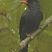 Black Bulbul Black Bulbul